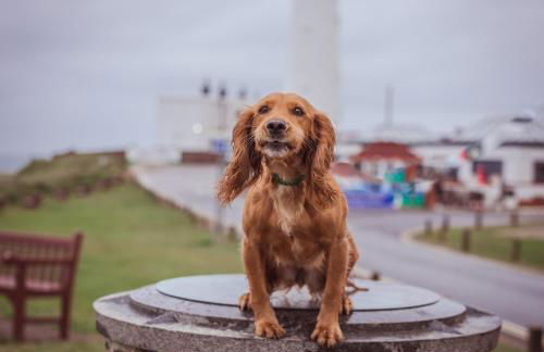 Cottage, Hot Tub, Open fire, Games Room, large Garden Sleeps 2-8 - Foto 51