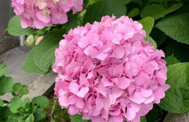 Apartments by the sea Kuciste - Perna, Peljesac - 4540 - Photo 8