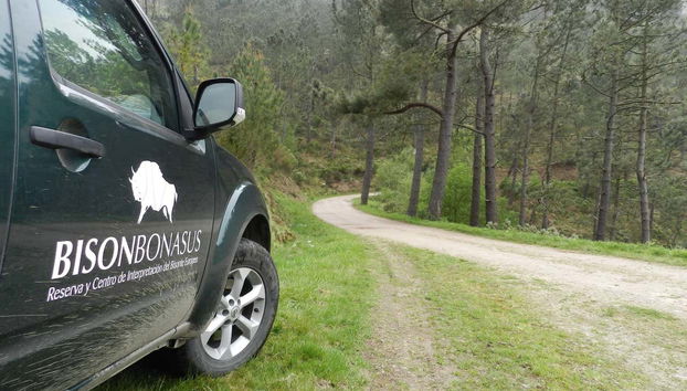 Visite de la réserve de bisons