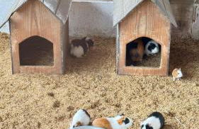 Flat Hotel Fazenda Monte Castelo Gravatá Bezerros - Foto 51