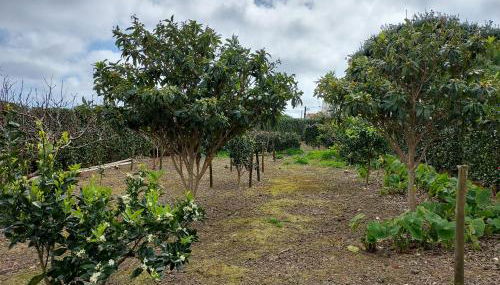 Retiro das Camélias 2 - Foto 4