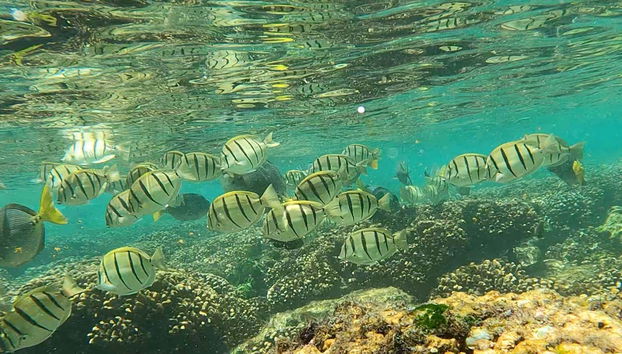 Poissons à Los Cabos