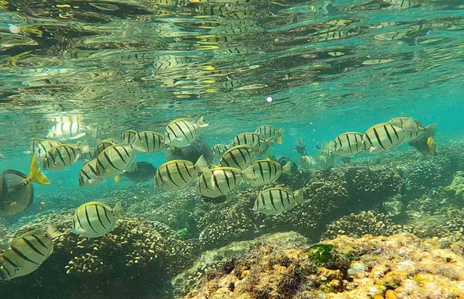 Snorkeling à Los Cabos - Photo 3