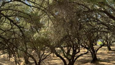 Trees of Heaven - Olive House - Foto 4