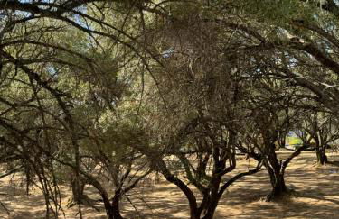 Trees of Heaven - Olive House - Foto 4