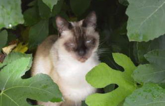 Hameau Des Gardes - Foto 26