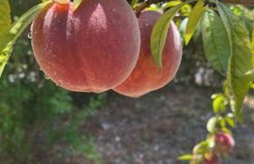 Quinta O Cabecinho - Foto 6