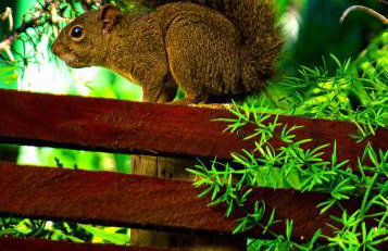 Chalé Pakere Montanha Lumiar - Conforto a mais de 1000 metros de altitude junto a natureza, wifi, piscina, sauna e água de nascente - locação do chalé sem prestação de serviços - Foto 35