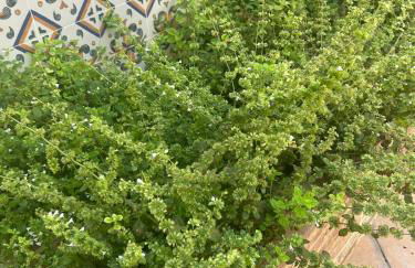 Hort de les Oronetes - Foto 23