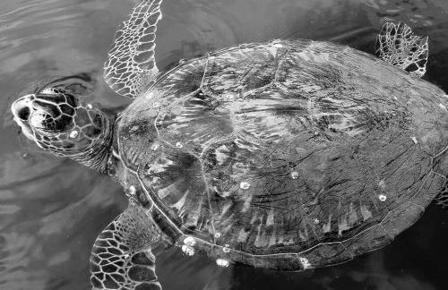 PonoMana Oasis's - Koi Cottage - Foto 72