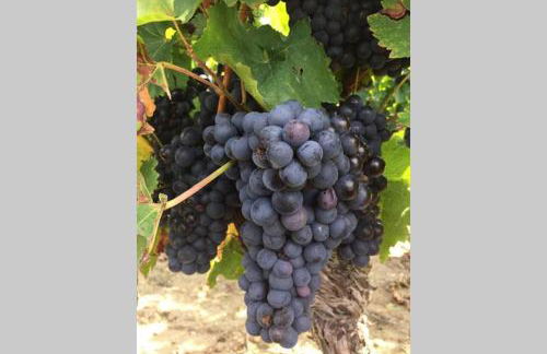 Wohlfühlen im rheinhessischen Backsteinhaus - Foto 31