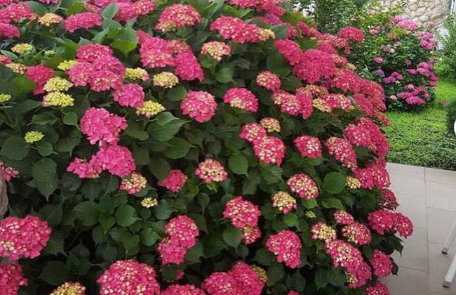 Villa Vanda - Photo 57