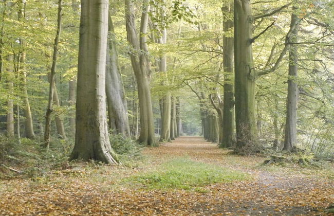 Orangery Berum Modern Retreat - Foto 14