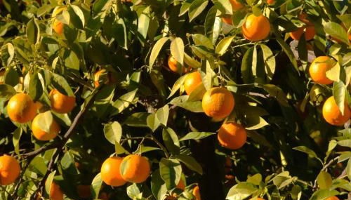 La Naranja Dulce CASA RURAL - Foto 3, Garden, Garden view
