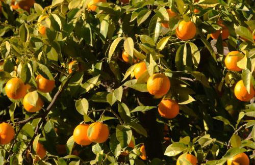 La Naranja Dulce CASA RURAL - Foto 3