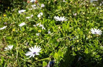 Villa Philipp'inn - Foto 31