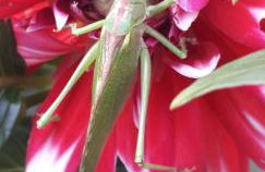 Gîte Chez Reine Calme et confort dans les Vosges - Foto 23