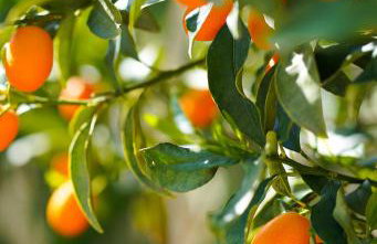 Paradise Apartments - Foto 47