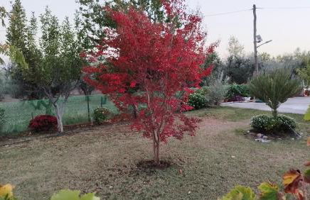 Meteora countryside villa - Foto 67