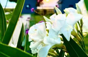 Słoneczna Przystań - Foto 48