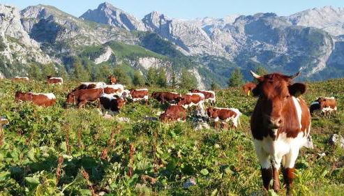 Malterlehen-Berchtesgaden - Foto 5