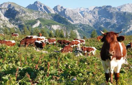 Malterlehen-Berchtesgaden - Foto 5