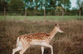 Chez Bernadette Alsace prox Route des Vins et Europa Park Rulantica - Foto 16