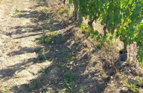 PODERE TORRICELLE 69B Pancole Gr, seaview infinity pool, jacuzzi, sauna, exclusive villa with 2 bedrooms for 4 - If you total 5 or 6 people there is an independent suite in main villa with private ensuite bathroom, kitchenette and garden dining area - Foto 73