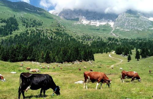 Alpine Luck Apartment, Sella Nevea - Foto 7