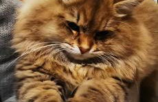 Ferme Pédagogique Bordeneuve - Foto 40