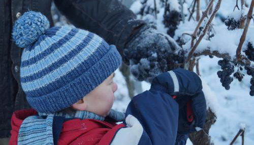 Weingut Landmann Ferienwohnungen - Foto 3