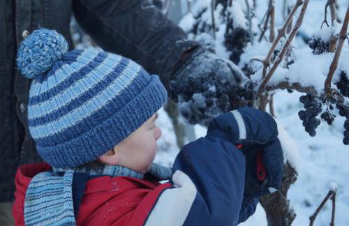 Weingut Landmann Ferienwohnungen - Foto 3