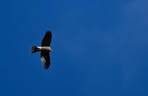 Bergeriedekakisse Mercantour - Foto 18