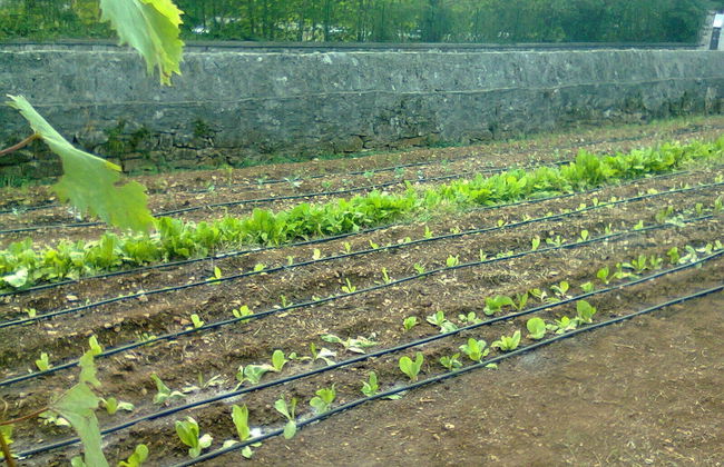 Camping Agrituristico Carso - Foto 17