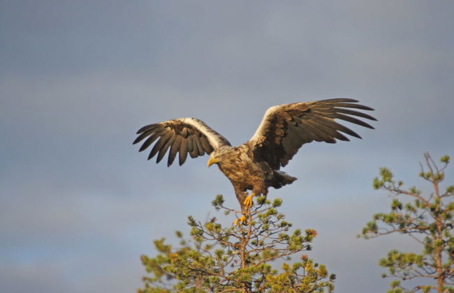 Bear Centre - Foto 16