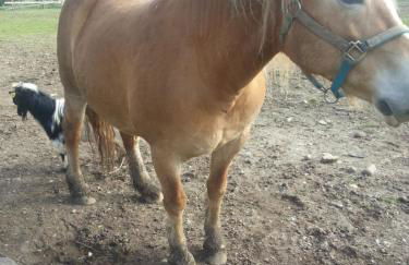 Agriturismo Corte Gaia - Foto 74