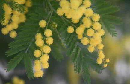 Entre mer et collines Appartement T2 - Foto 35