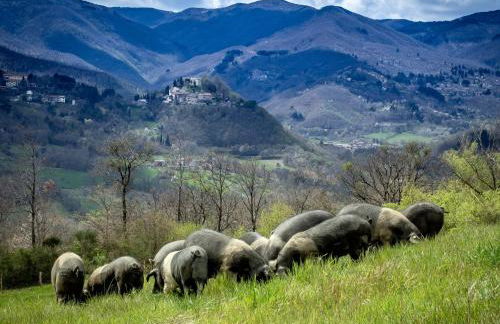 Agriturismo Terra di Michelangelo - Foto 111