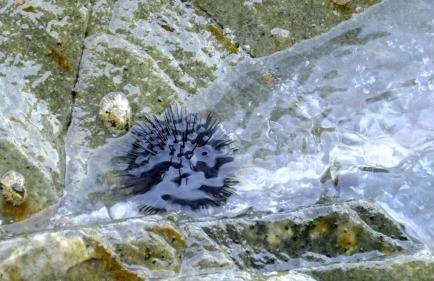 Spacious Villa close to an amazing Sithonia beach - Foto 68