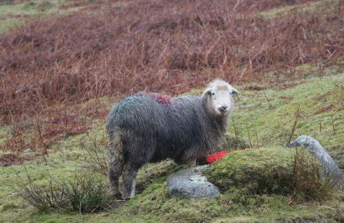 Low Dow Crag - Photo 38