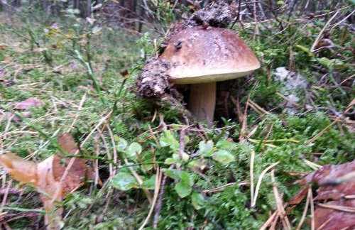 Villa Paula Pluski - Foto 34