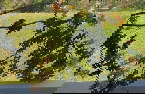 Fell Maamoura Beach - Foto 33