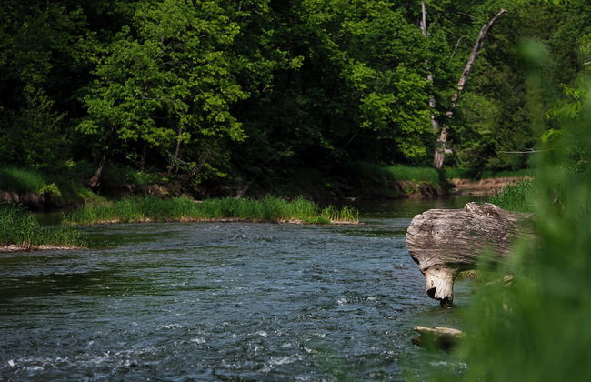 Boho Beaver - Foto 18