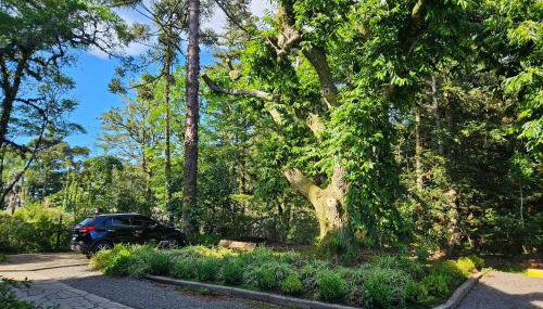 Cantinho das Oliveiras. - Foto 3