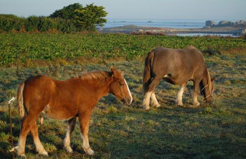 Roulotte Gîtes O bien-être massage Spa Séjour bien-être en hébergement insolite roulotte Karantez ou en gîtes Melon ou Yock à 800 m des plages - Foto 51