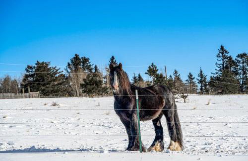 Clear Pikes Peak View, Horses On-Site! Mtn Getaway - Foto 24