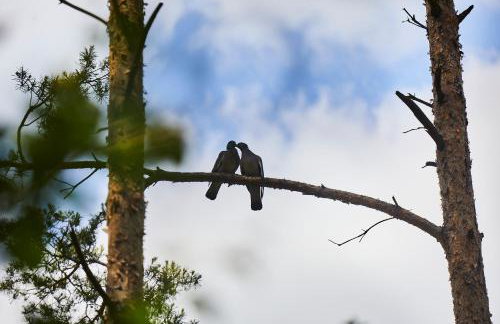 Nowa Stodoła - Foto 11