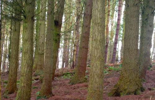 The Nook Cottage In The Heart Of Northumberland - Foto 24