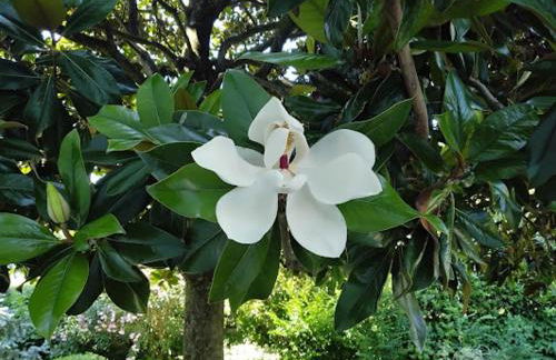 Le More del Gelso - Foto 11