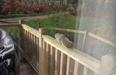 Fawn Lodge, Kelling Heath - Woodland Setting and Pets Welcome - Photo 22